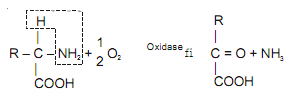 799_formation of urea.png